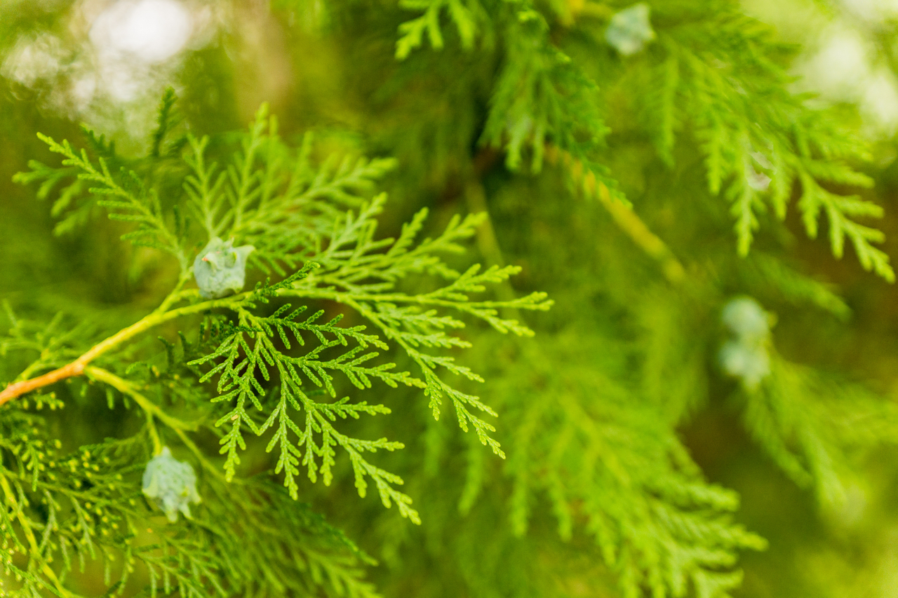 Kislovodsk, Resort Park, July 2013 - My, Kislovodsk, Spa Park, The photo, Plants, beauty, Longpost