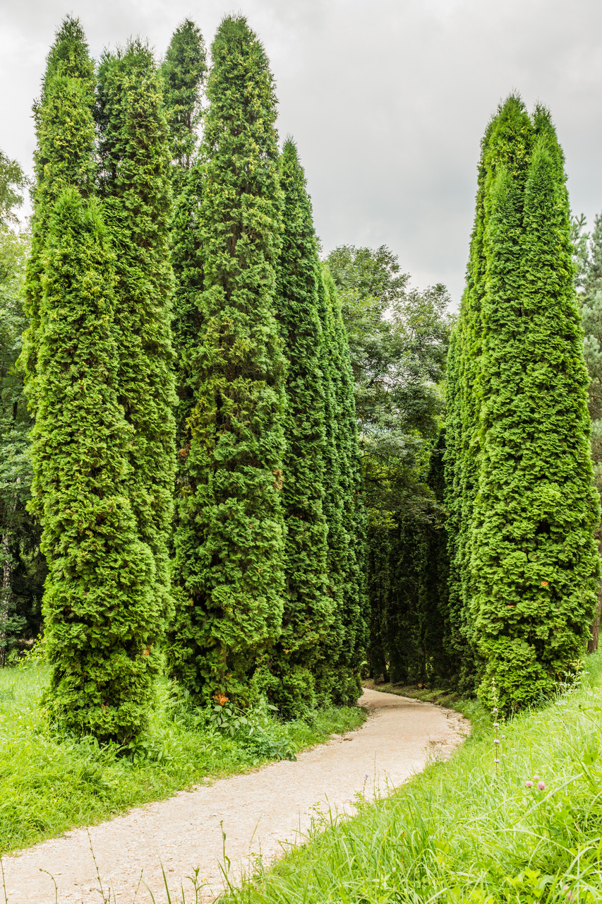 Kislovodsk, Resort Park, July 2013 - My, Kislovodsk, Spa Park, The photo, Plants, beauty, Longpost