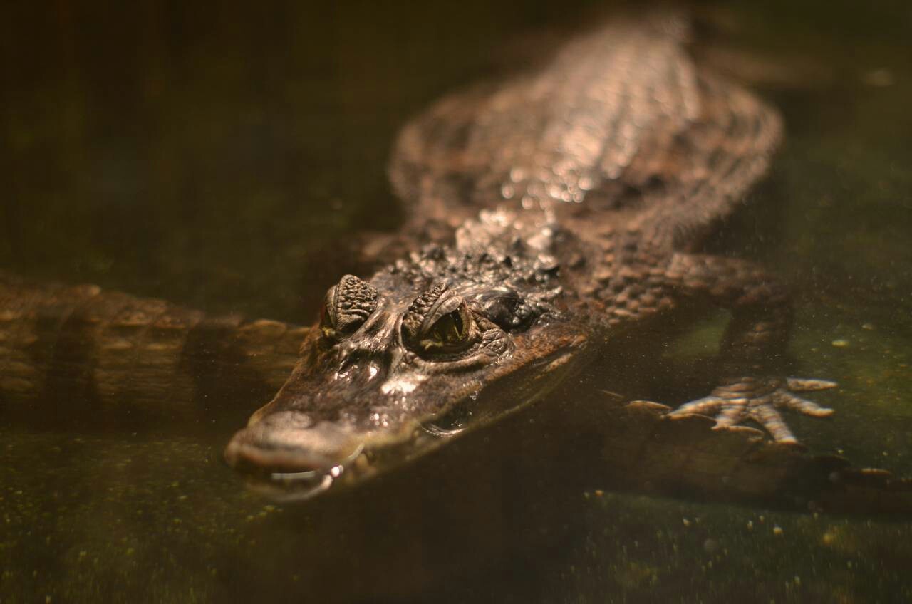 Zoo Wroclaw - My, Wroclaw, Nikon, Zoo, Longpost