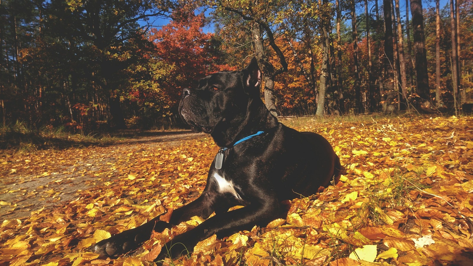 autumn kors - My, Dog, Cane Corso, Autumn, Pet, Longpost, Pets