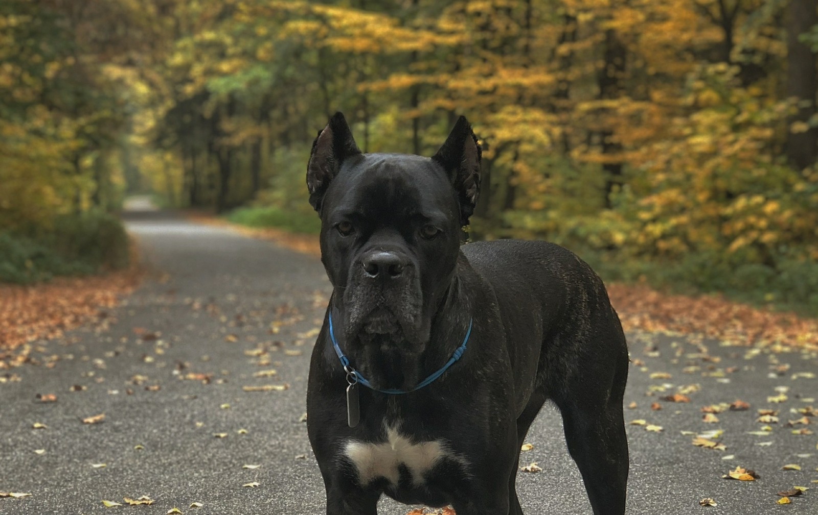 autumn kors - My, Dog, Cane Corso, Autumn, Pet, Longpost, Pets