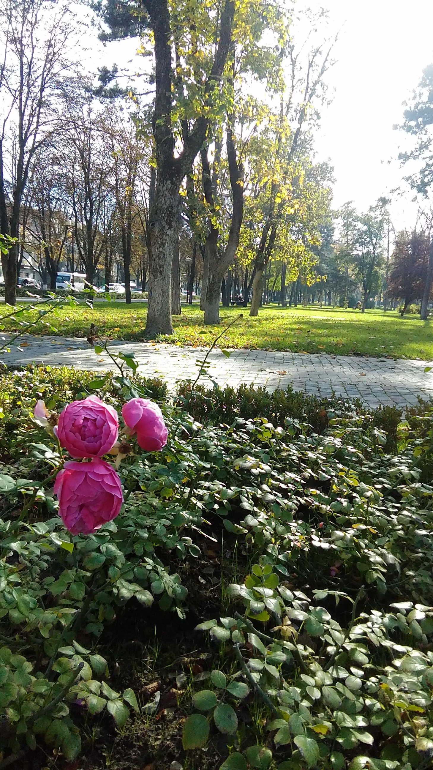 Ноябрь в южном городе - Моё, Осень, Город, Фотография, Длиннопост