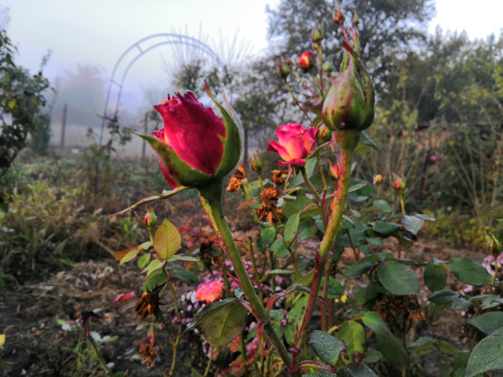 last color - My, Autumn, Morning, Fog, Flowers, Longpost