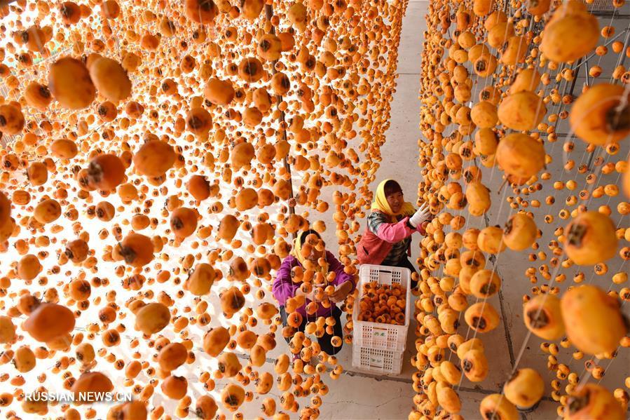 Harvesting persimmons in China. - China, Сельское хозяйство, Persimmon, Longpost