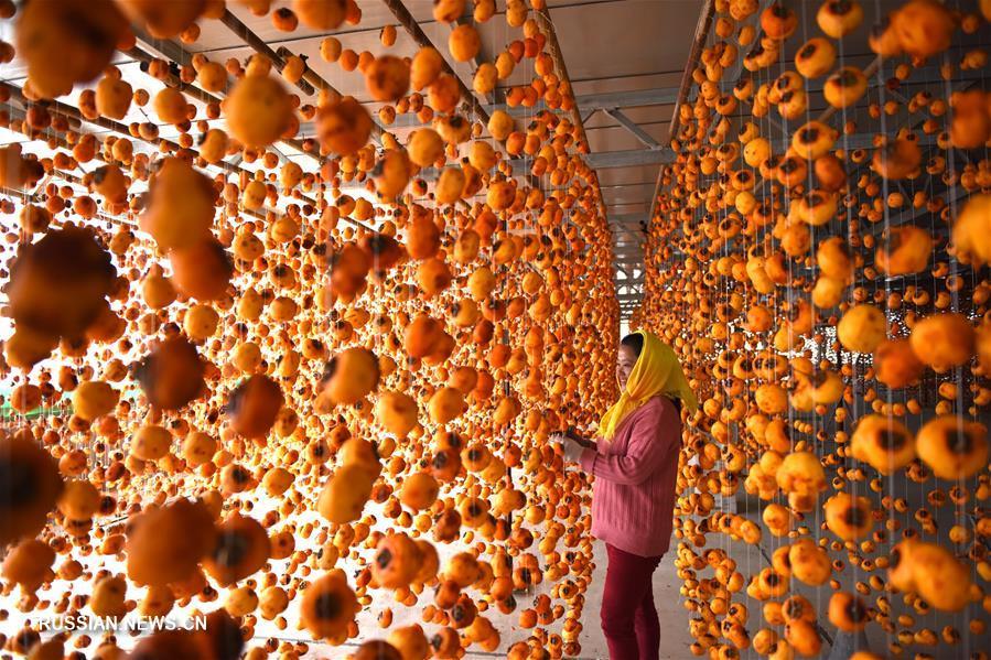 Harvesting persimmons in China. - China, Сельское хозяйство, Persimmon, Longpost