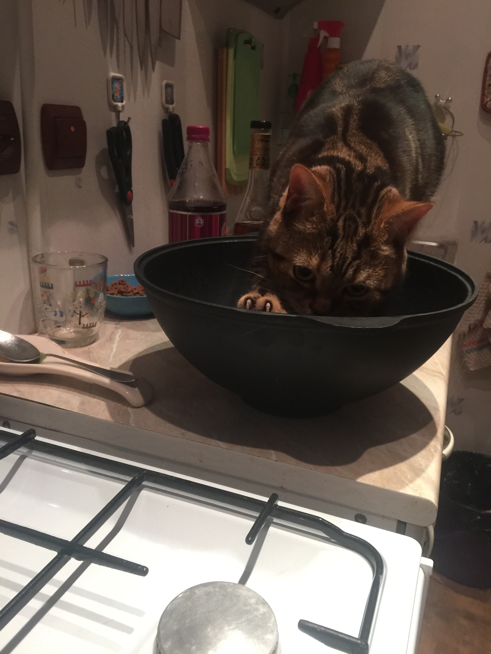 3 кота готовим. Котик готовит. Кот в сковороде. Кот готовит плов.