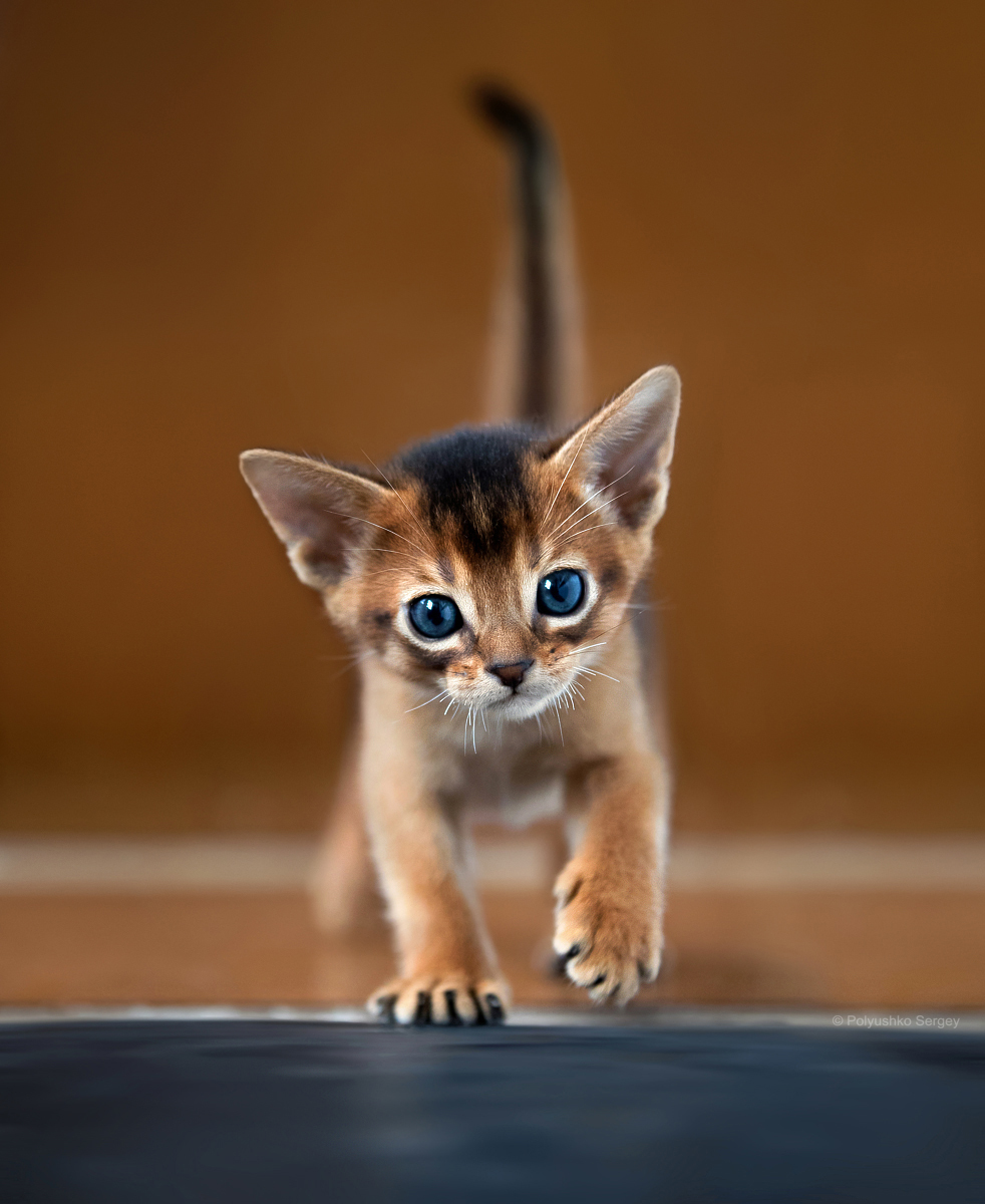 Абиссинский котенок | Пикабу