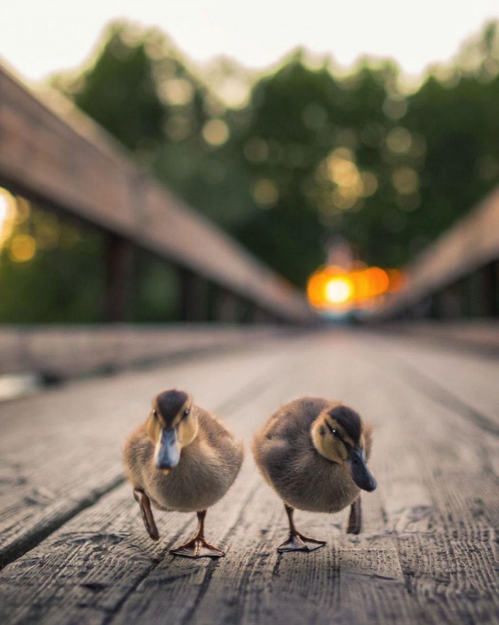 Birds by Ossi Saarinen - The photo, Birds, Ossi Saarinen, Longpost