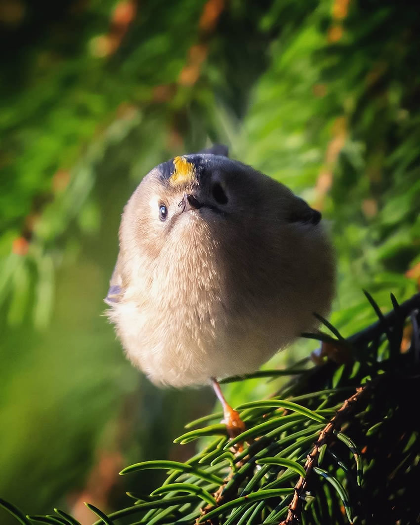 Birds by Ossi Saarinen - The photo, Birds, Ossi Saarinen, Longpost