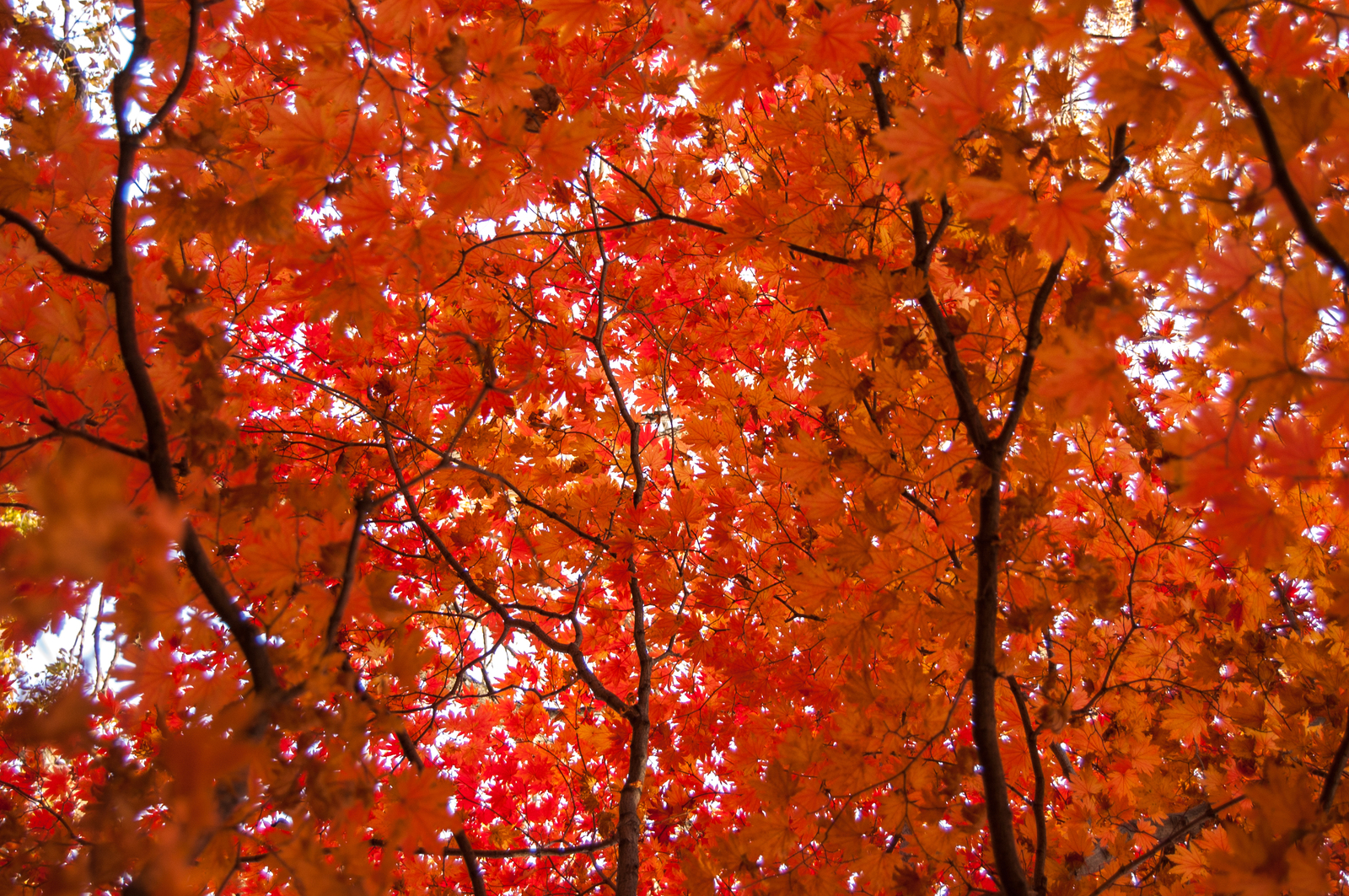 Autumn palette. - My, Autumn, Nikon, Nikkor, Nikon D40, Nature, Longpost