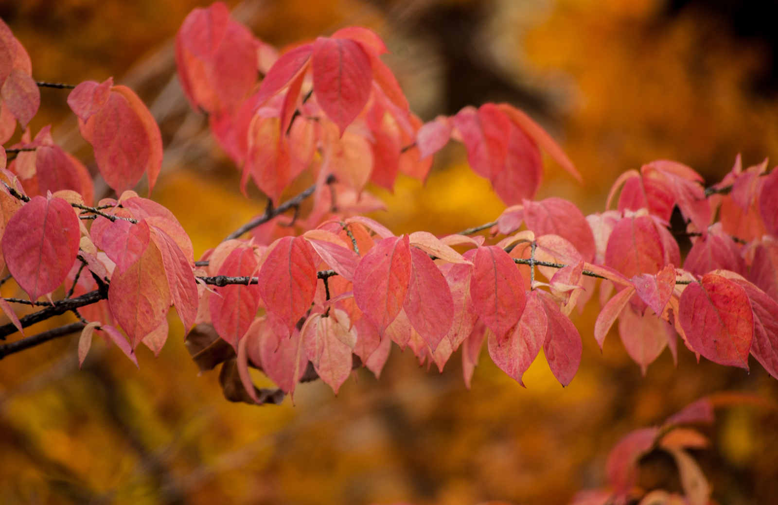 Autumn palette. - My, Autumn, Nikon, Nikkor, Nikon D40, Nature, Longpost