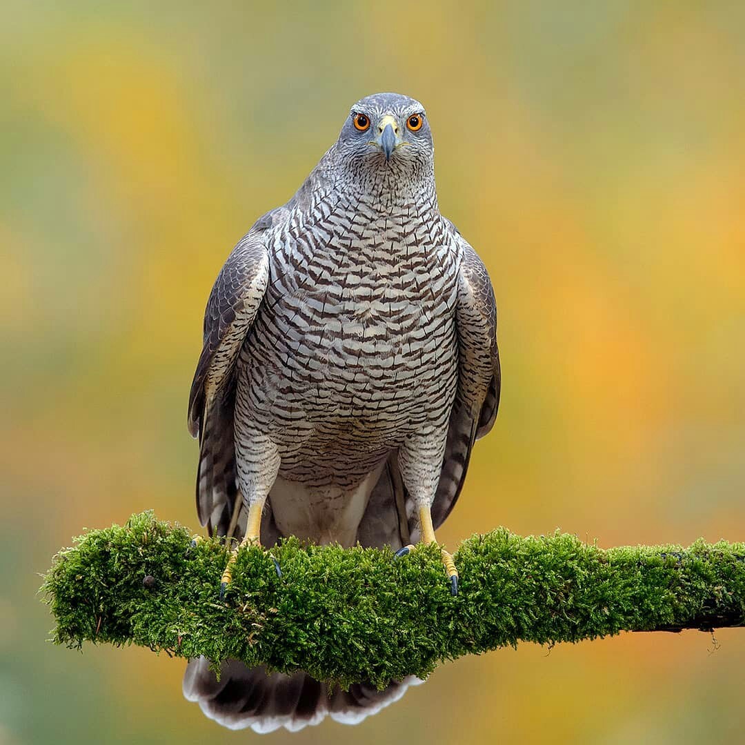 Northern hawk. - Hawk, The photo, Birds, Nature, Animals, beauty