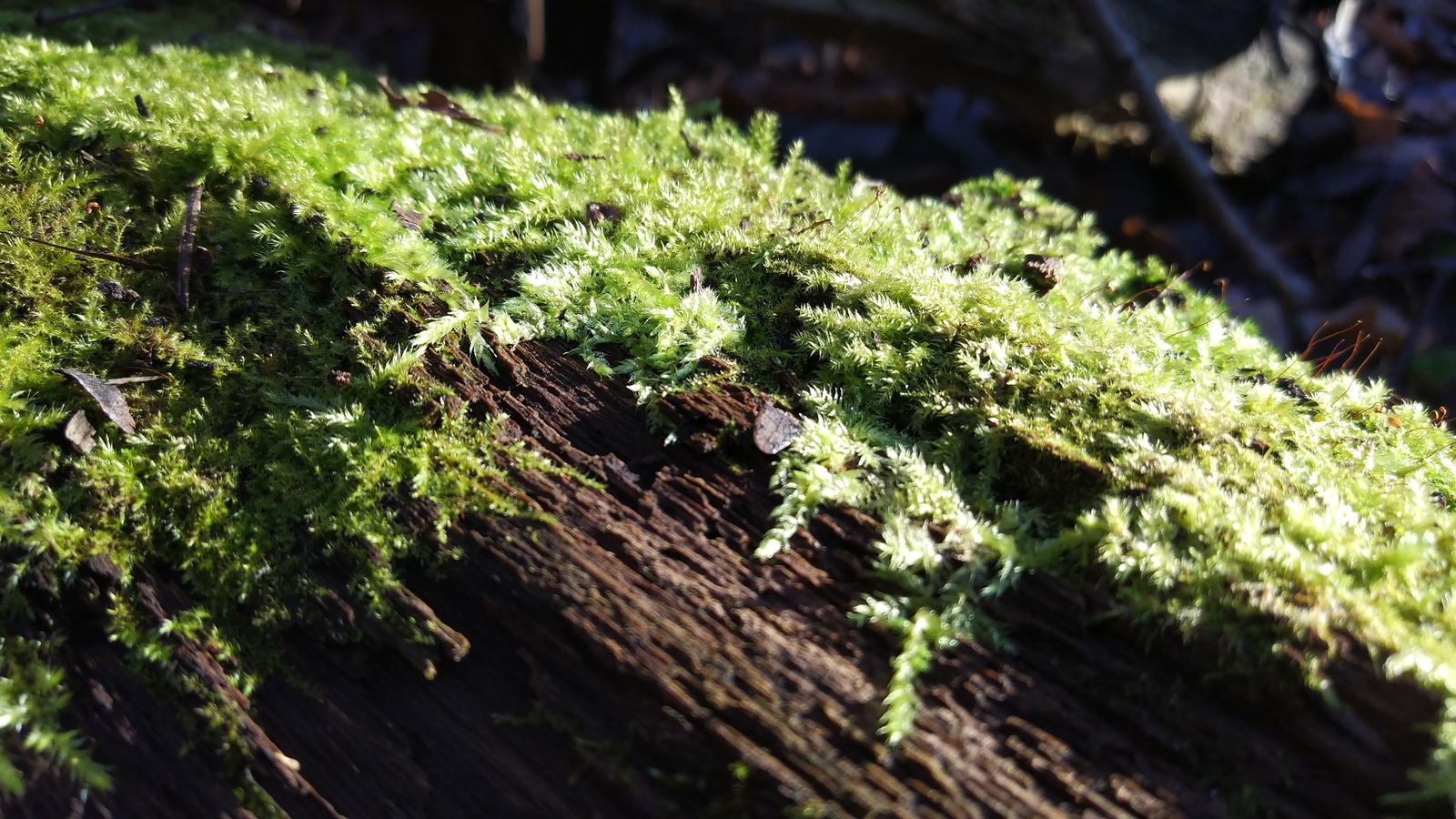 JUST BEAUTIFUL - My, Forest, Moss, Nature, Under your feet, Toadstool, beauty, Longpost, Mushrooms