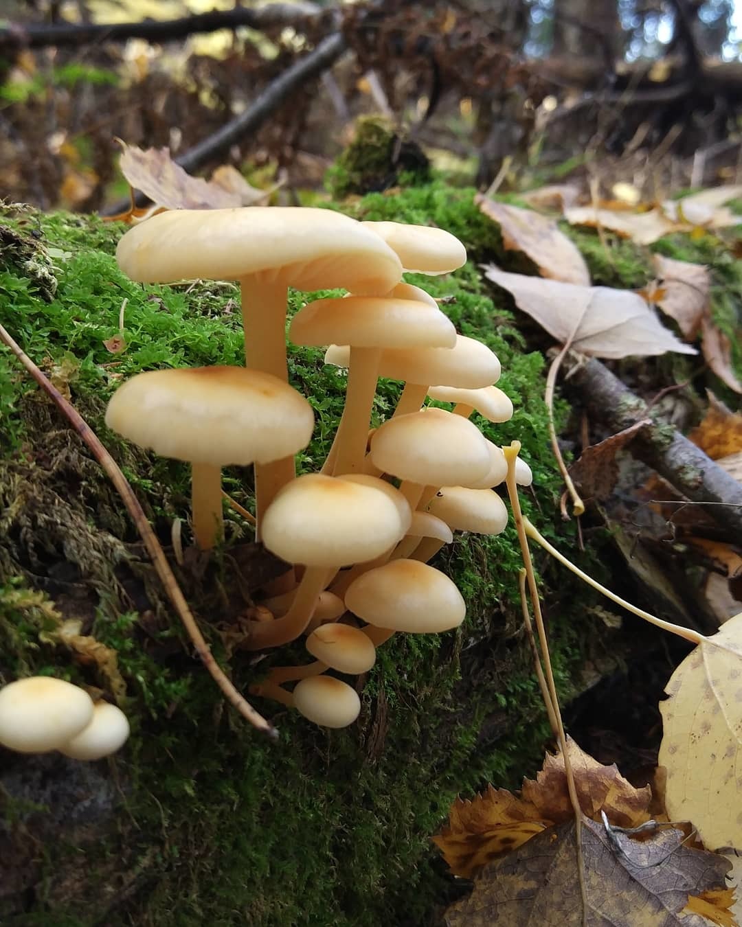 JUST BEAUTIFUL - My, Forest, Moss, Nature, Under your feet, Toadstool, beauty, Longpost, Mushrooms