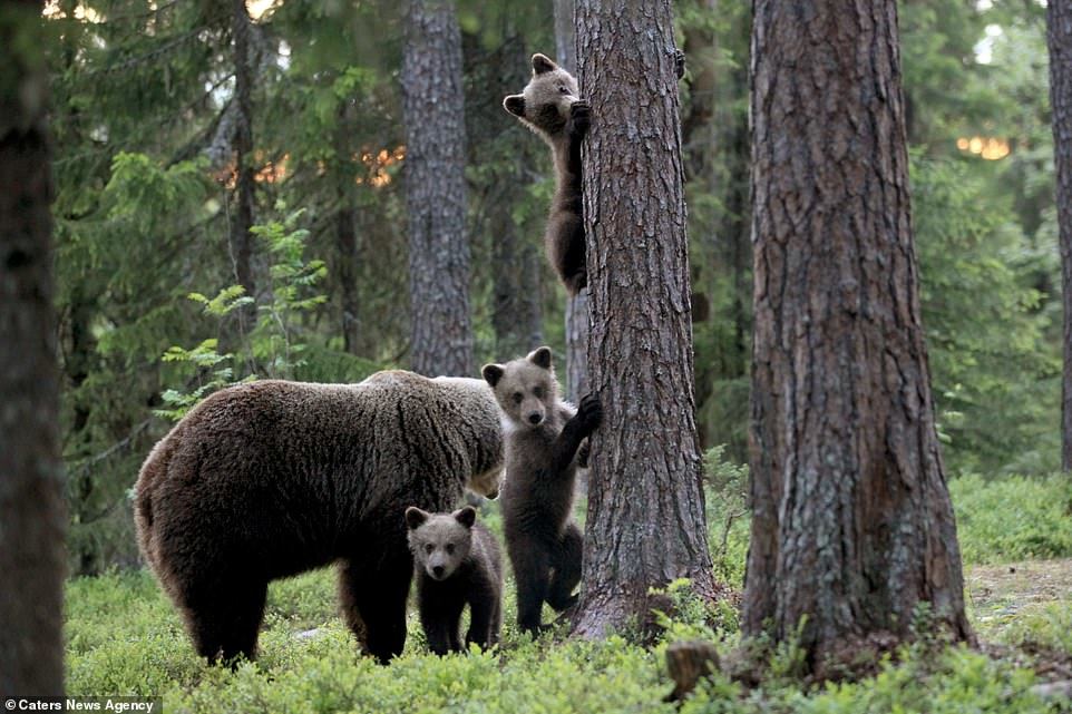 The cutest bears - Bear, Milota, Longpost, Forest, Nature, The photo, The Bears