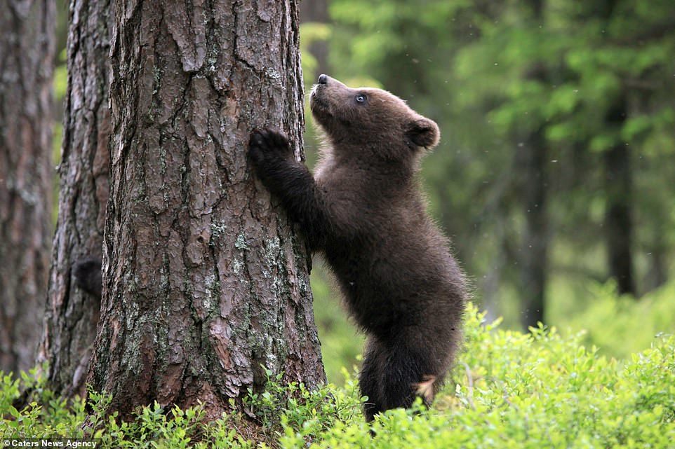 The cutest bears - Bear, Milota, Longpost, Forest, Nature, The photo, The Bears