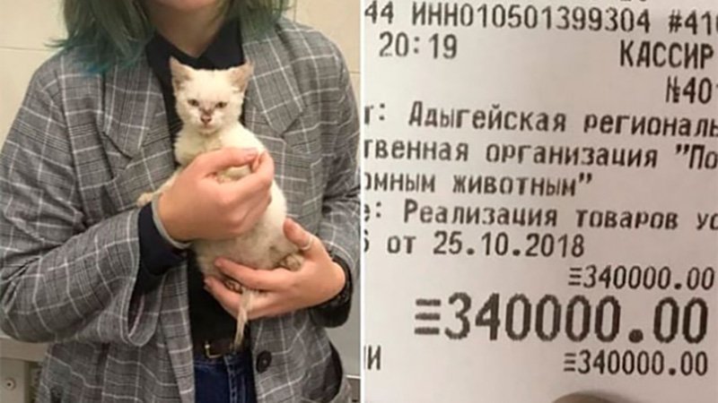 Yarmolnik accused a student who donated a third of a million to the orphanage of self-promotion - Society, Russia, Kindness, Shelter, Animals, Kittens, Actors and actresses, Leonid Yarmolnik, Longpost