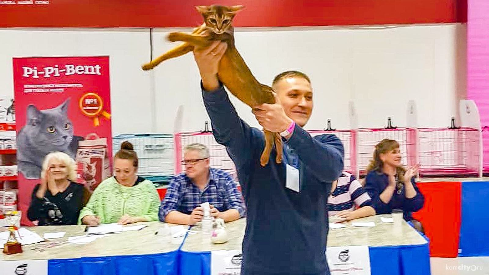 Local media posted a photo of a cat that won an international exhibition - cat, Cat Show, Emotions, The photo