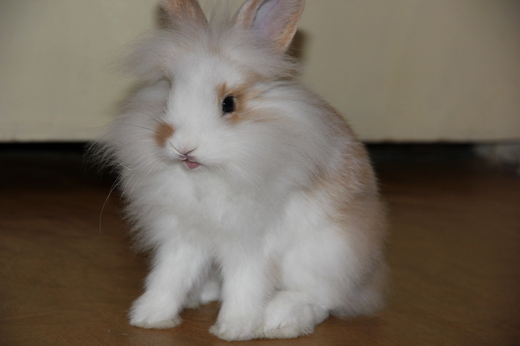 Kittens, kitties, and here's a rabbit for you - My, Pets, Rabbit, Milota, Longpost