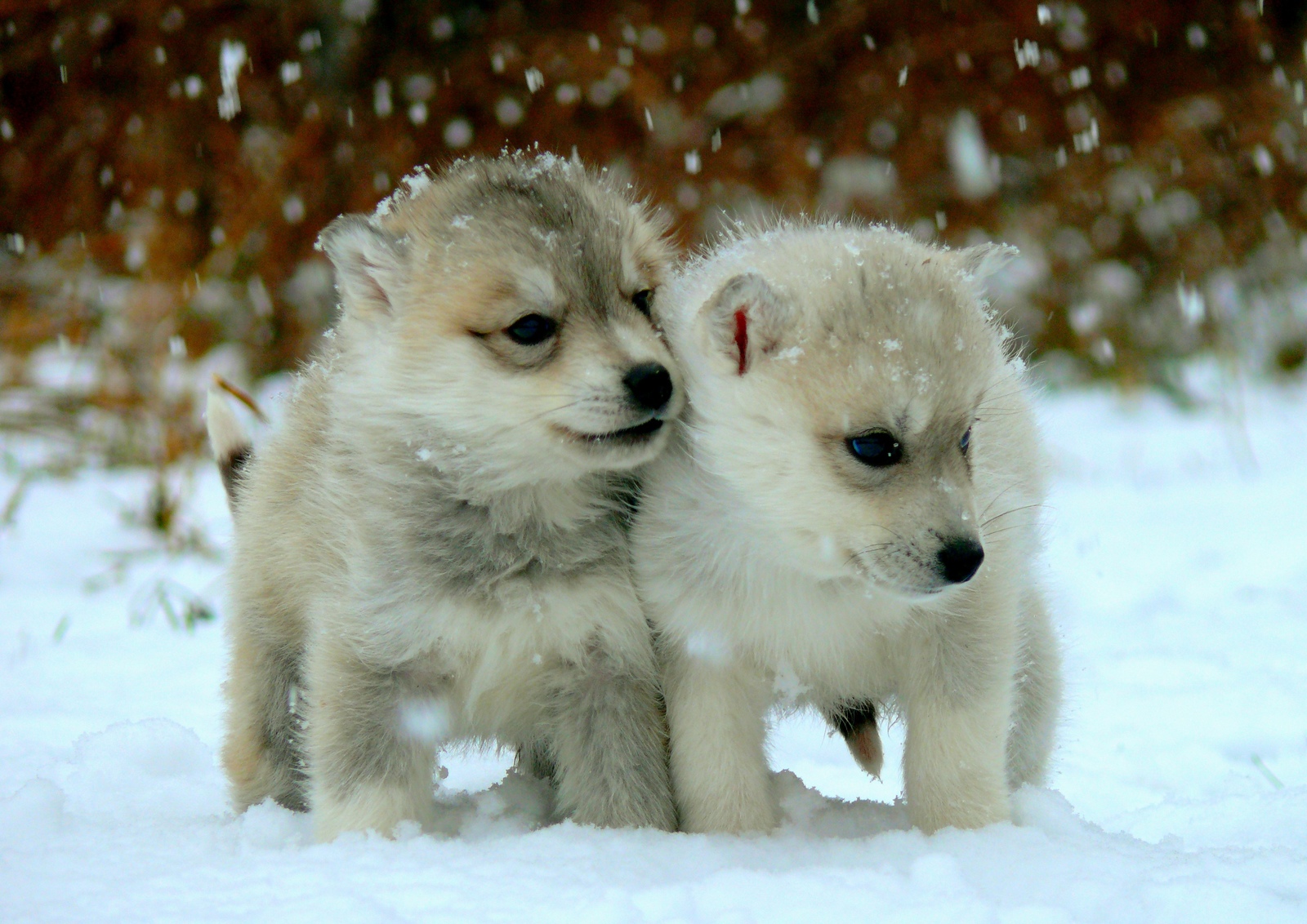 Husky puppies saw snow for the first time :) - My, , Siberian Husky, Husky, First snow, Dog, Puppies, Longpost