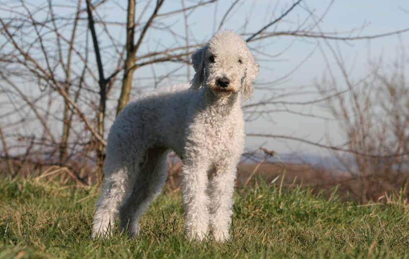 About dog breeds №67. - Dog, Dog breeds, Bedlington Terrier, Longpost