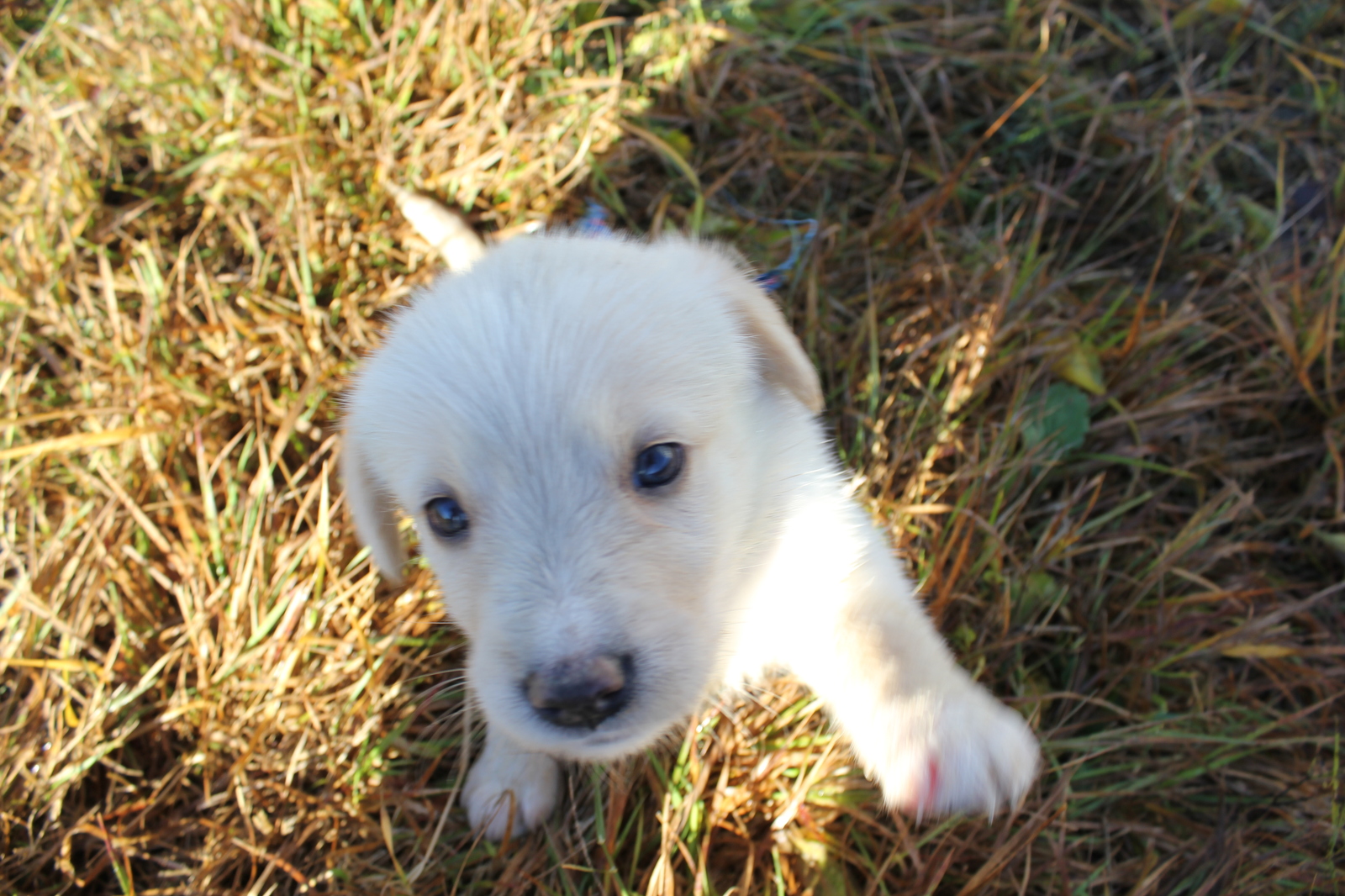 Puppies! - My, Longpost, In good hands, Moscow region, Naro-Fominsk, Dog, No rating