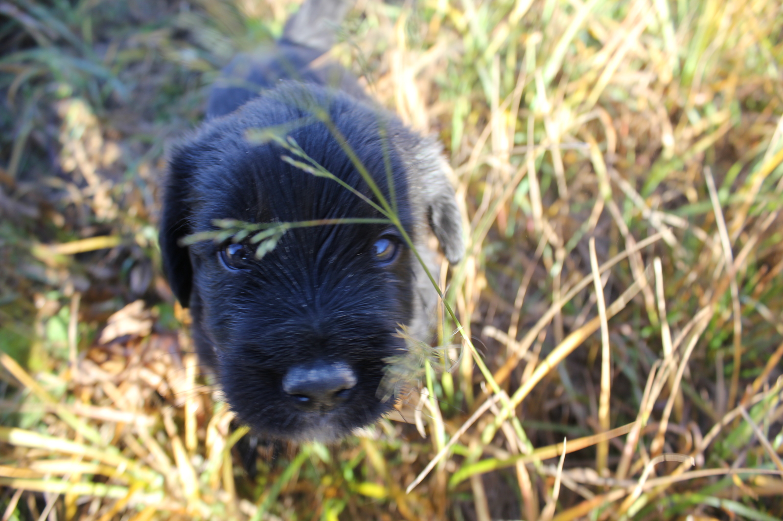 Puppies! - My, Longpost, In good hands, Moscow region, Naro-Fominsk, Dog, No rating