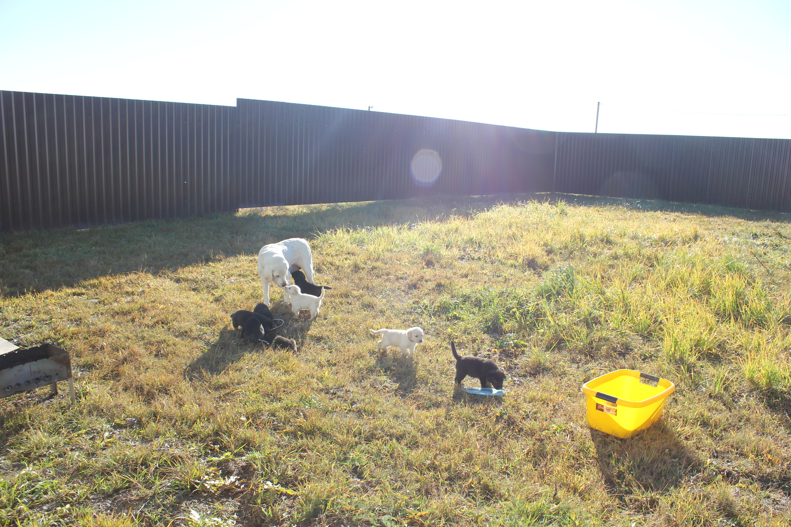 Puppies! - My, Longpost, In good hands, Moscow region, Naro-Fominsk, Dog, No rating