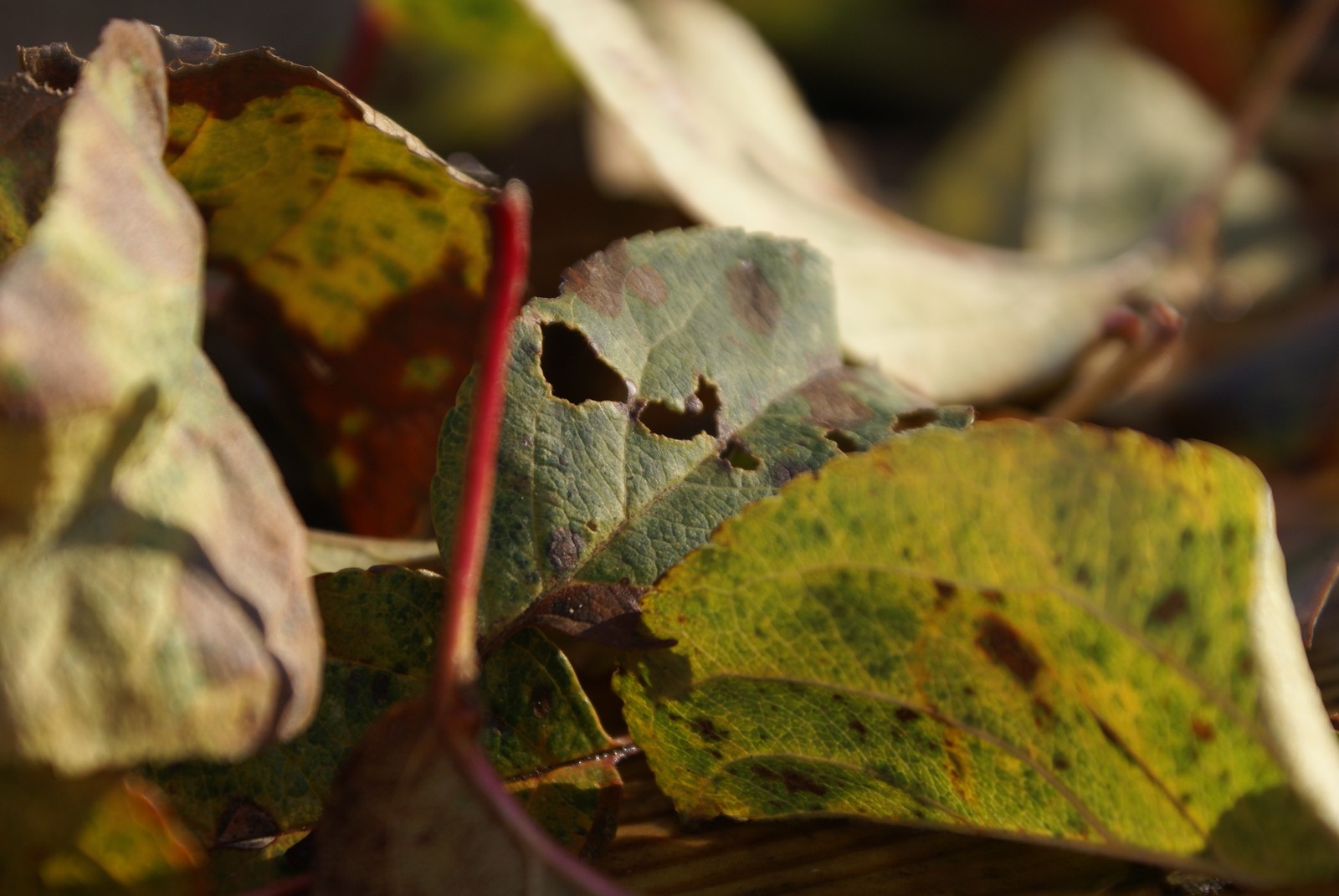 Clay autumn. - My, Atmospheric, Autumn, Handmade, Needlework without process, Cold porcelain, Polymer clay, Лепка, Longpost