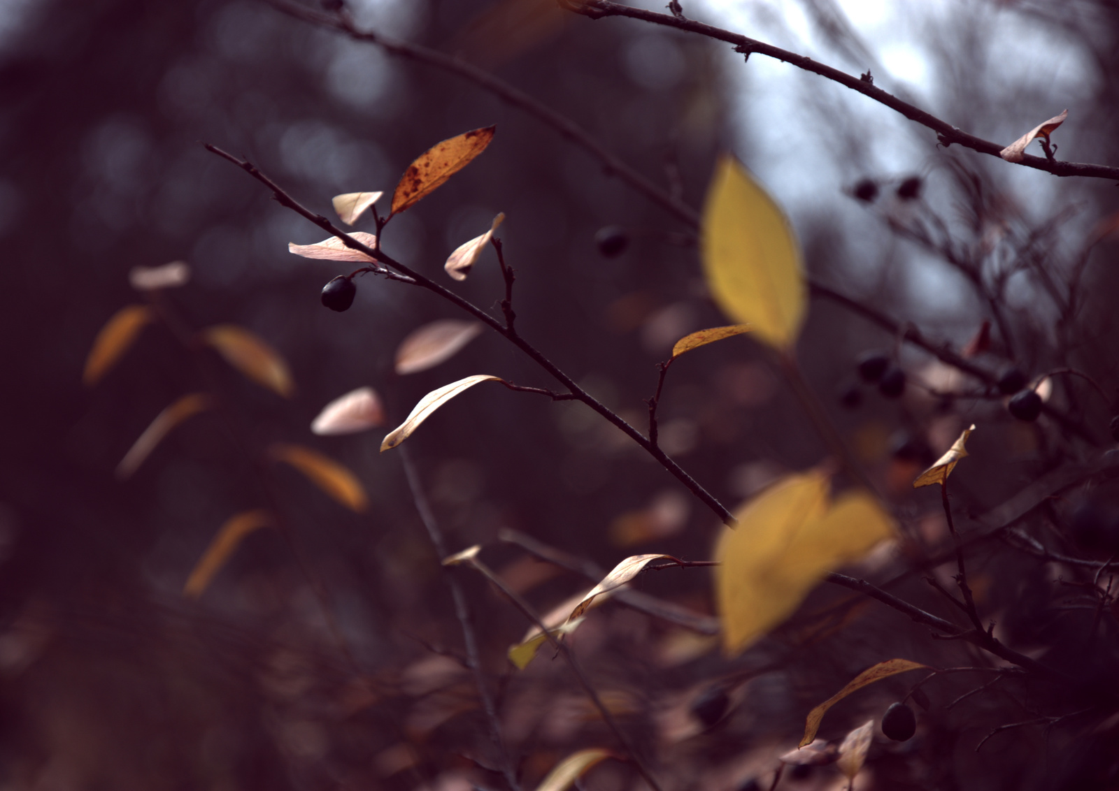 Lermontov autumn. - My, Autumn, Manor Serednikovo, Photographer, Longpost