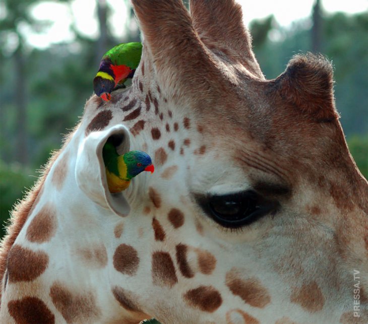 Neighbours - Giraffe, Birds