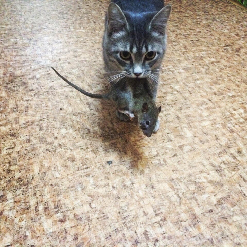 кошка поймала мышку