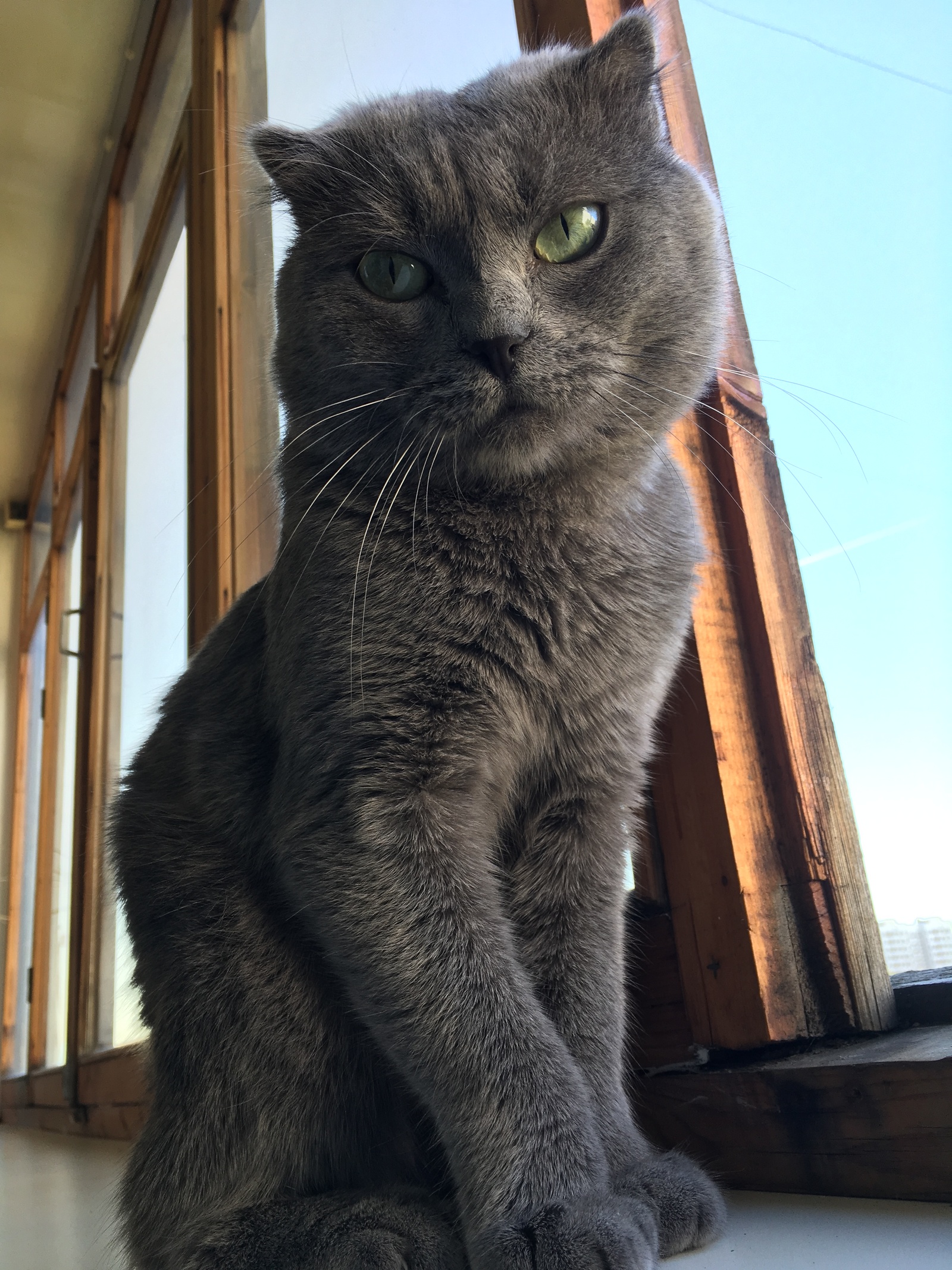 gray cat - My, Catomafia, Lop-eared, Longpost, cat