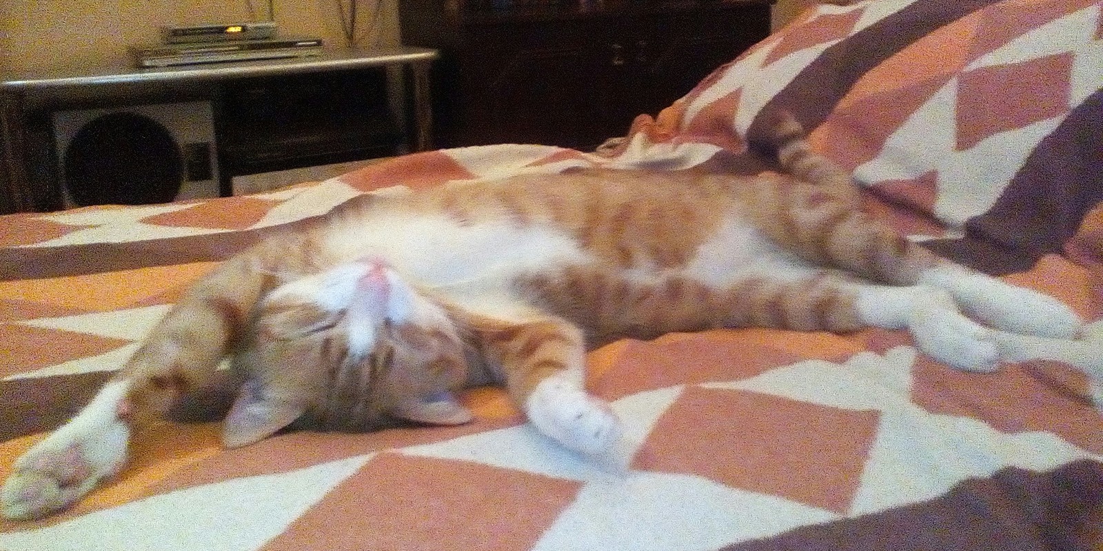 Всегда удивляюсь, как коты спят)) и удобно же ведь | Пикабу