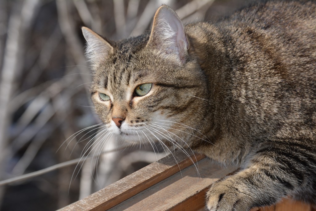 ##солнце,весна и котик## - Моё, Солнце, Кот