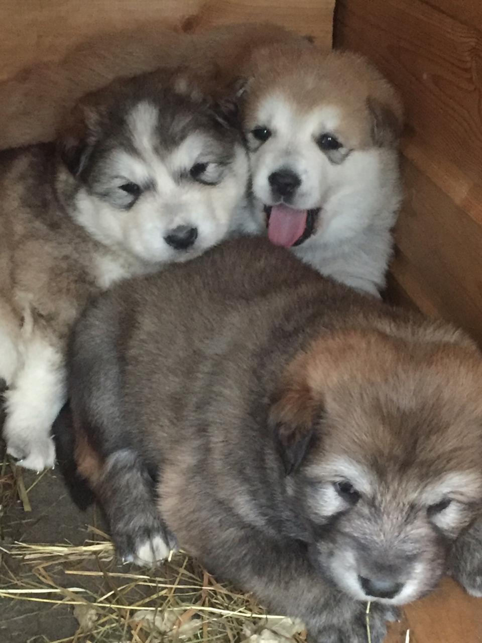 Щенок ротвейлера в добрые руки. Животные даром. Где можно найти щеночков. Недалеко щенята. Собачки в добрые руки.