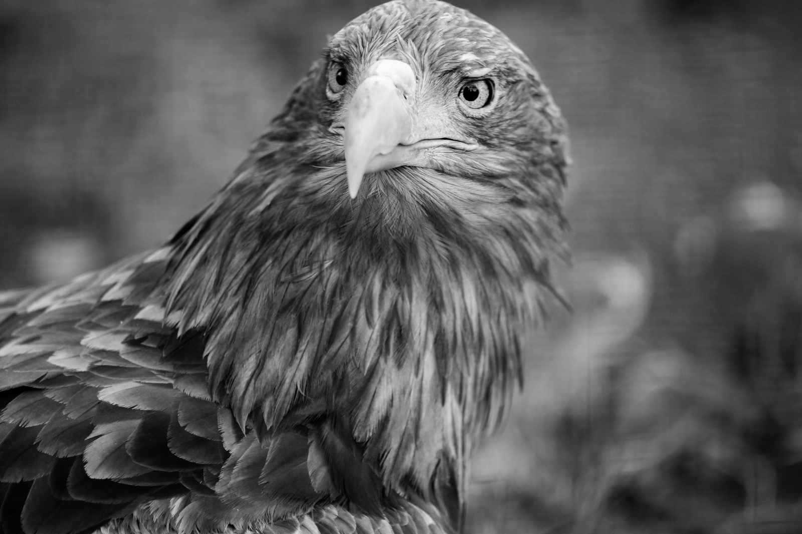 Leningrad eagle - My, The photo, Animals, Eagle, Zoo, Jupiter-37, Black and white photo