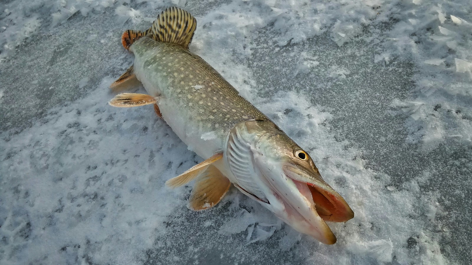 Opening of the hard water season 2018 - 2019. - My, Fishing, , , Video, Longpost, Winter fishing