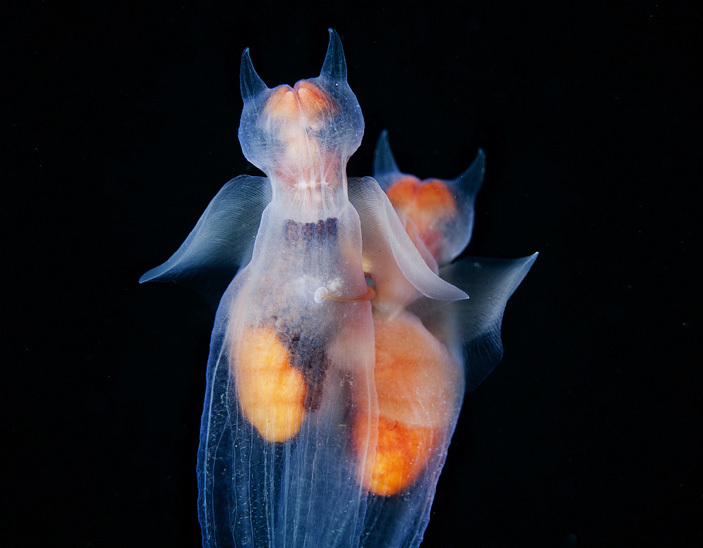 Брачный танец морских ангелов - Морские ангелы, Зоология, Elementy ru, Clione limacina, Фотография, Клион, Видео, Длиннопост