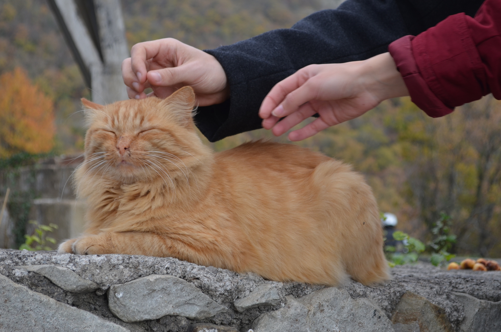 Осенний кот. - Моё, Кот, Форосская церковь, Осень, Фотография