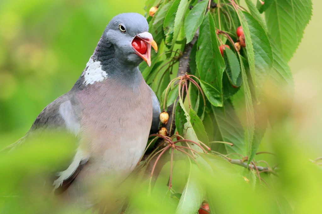 very greedy pigeon - Birds, Pigeon, Cherry, Greed, Poland, The photo