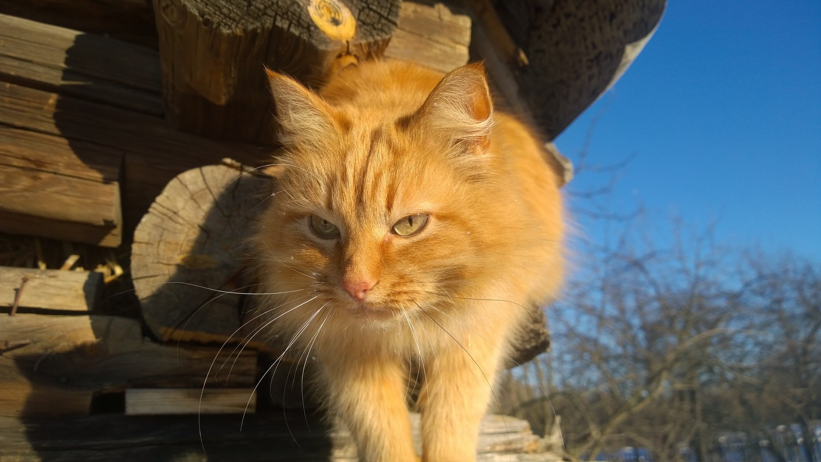 Cats love snowballs too! - My, cat, Animals, Winter, Village, Longpost