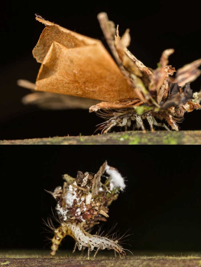 Larva in a fur coat - Insects, Goldeneye, Paleontology, Larva, Copy-paste, Elementy ru, Longpost