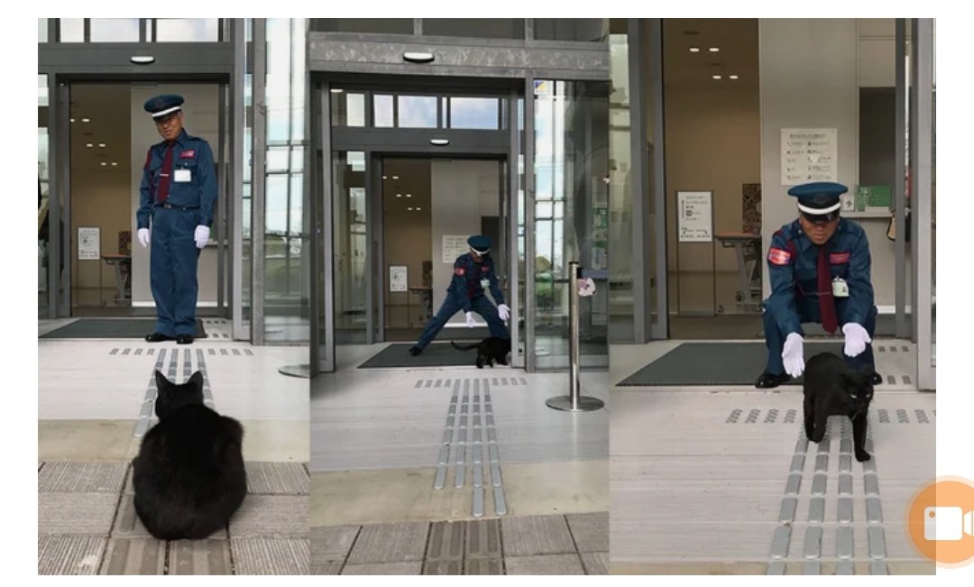 In Japan, two cats have been trying to enter a museum for two years, but a security guard prevents them. - cat, Museum, Japan, GIF, Longpost