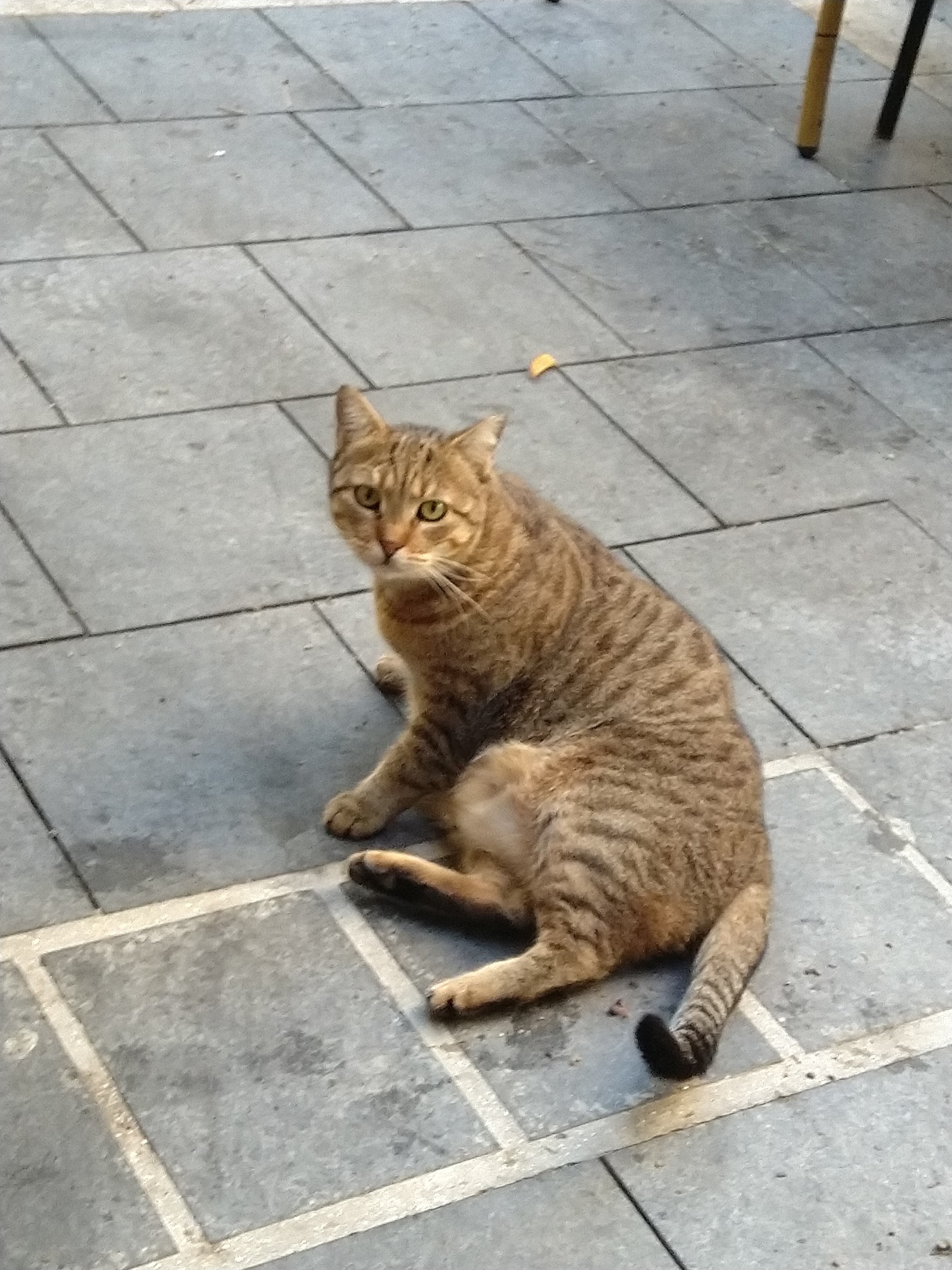 restaurant cat - My, cat, Thick, A restaurant, The bone is fluffy, Longpost, Catomafia, Thick