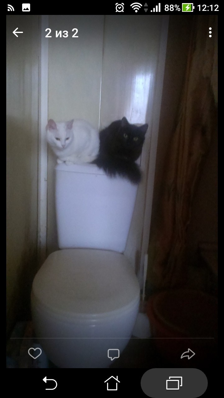 toilet kitten - Catomafia, What's happening?, Longpost, cat