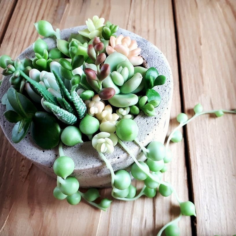 Garden with handmade succulents. - My, Succulents, Needlework without process, Handmade, Polymer clay, Cold porcelain, Video, Longpost