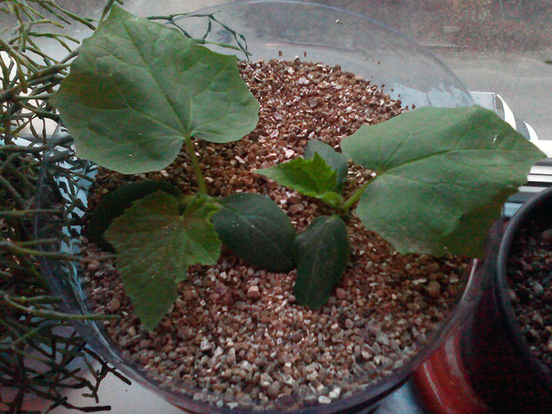 Cucumbers for the New Year. - My, Cucumbers, Vegetable garden on the windowsill, Hydroponics, Longpost