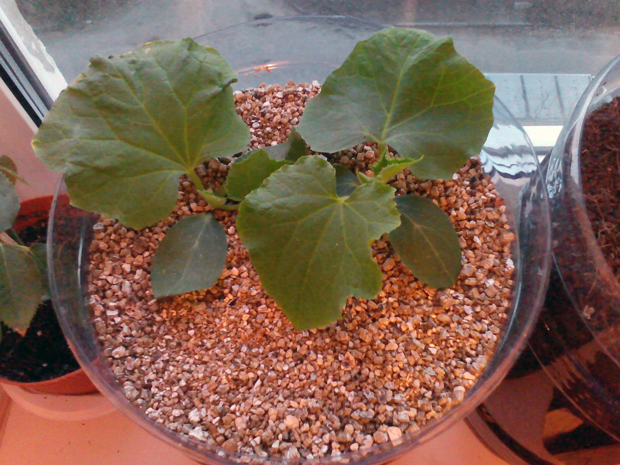 Cucumbers for the New Year. - My, Cucumbers, Vegetable garden on the windowsill, Hydroponics, Longpost