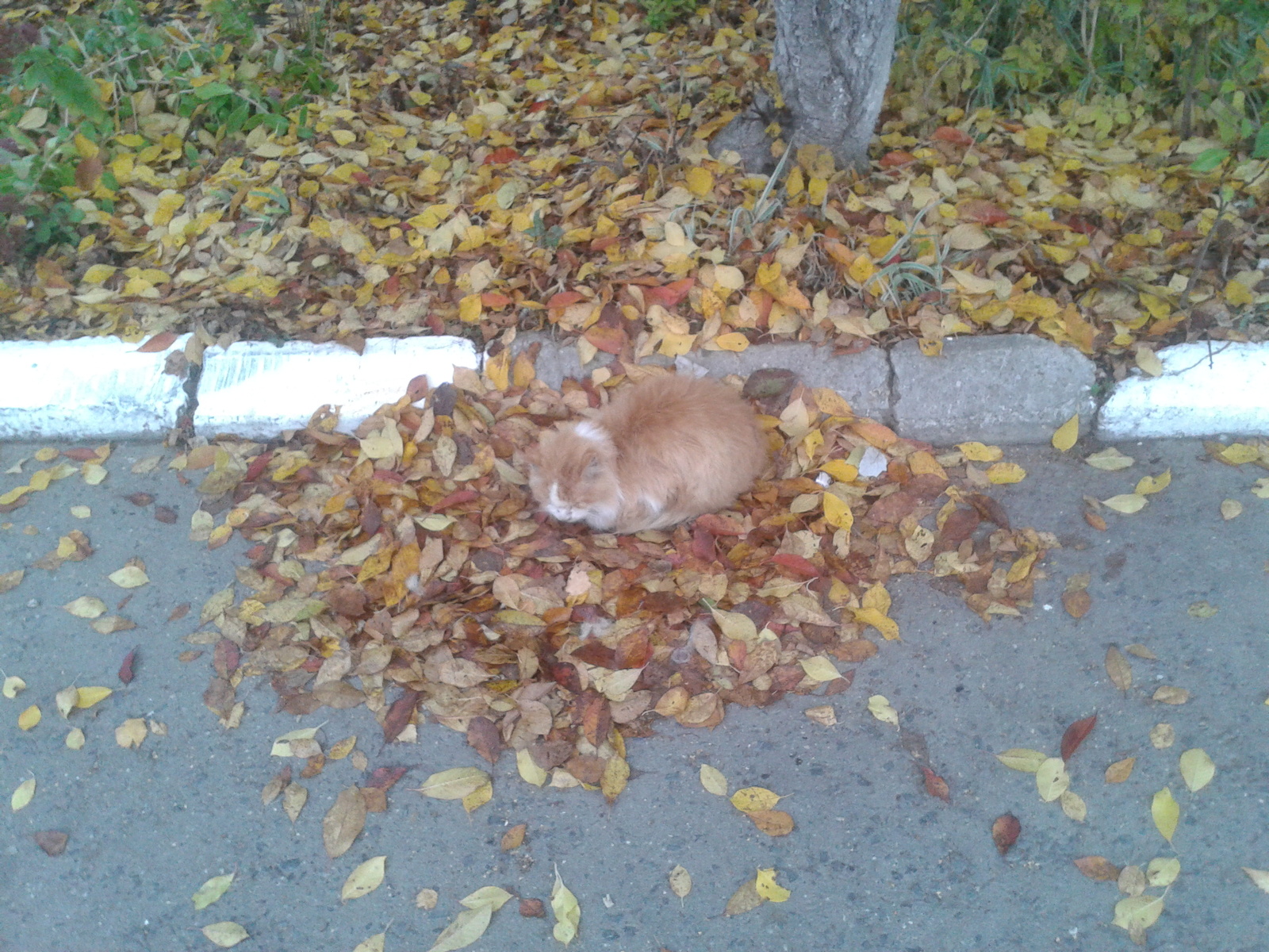 Autumn colors - My, cat, Autumn, Leaves